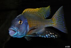 buccochromis rhoadesi yellow