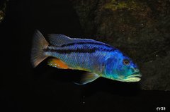 aristochromis christyi