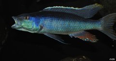 champsochromis caeruleus WF