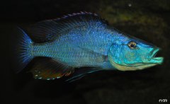 dimidiochromis compressiceps