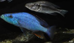 dimidiochromis compressiceps