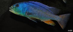 aristochromis christyi