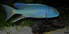 buccochromis lepturus