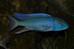 buccochromis lepturus