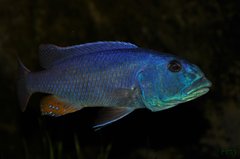 aristochromis christyi