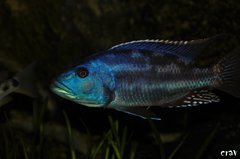 nimbochromis fuscotaeniatus