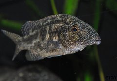 nimbochromis linni