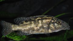 nimbochromis linni