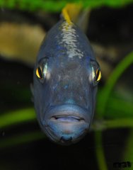 buccochromis rhoadesi yellow