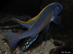 buccochromis rhoadesi yellow