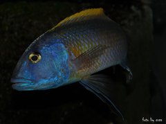 buccochromis rhoadesi yellow