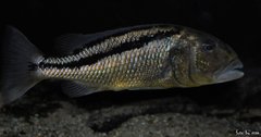 aristochromis christyi