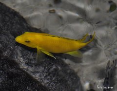 labidochromis caeruleus