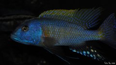 buccochromis rhoadesi yellow