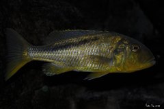 buccochromis rhoadesi yellow