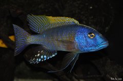 buccochromis rhoadesi yellow