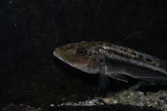 tyrannochromis maculiceps mbenji