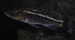 Więcej informacji o „tyrannochromis maculiceps mbenji”