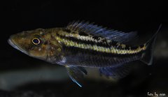 tyrannochromis macrostoma/maculiceps mbenji