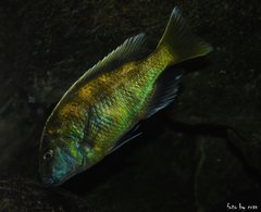 nimbochromis venustus