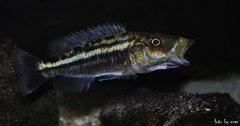 tyrannochromis macrostoma/maculiceps mbenji