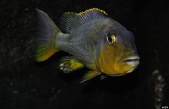 buccochromis rhoadesi yellow