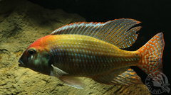 Lethrinops sp. "Red Cap" (Itungi)