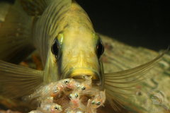 Copadichromis parvus