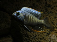 Mlody Copadichromis parvus