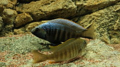 Copadichromis parvus