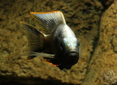 Copadichromis parvus