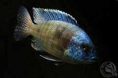 Copadichromis sp."three spot eastern"  F1..