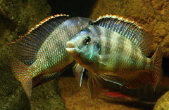 Więcej informacji o „Placidochromis sp. "Johnstoni Solo"”