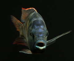 Placidochromis sp. "Johnstoni Solo"