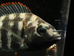 Placidochromis sp. "Johnstoni Solo"