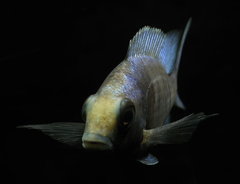 Placidochromis sp. "phenochilus gissel"