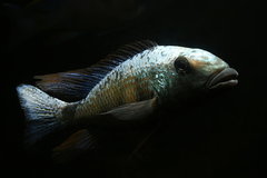 Więcej informacji o „Fossorochromis rostratus”