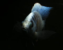 Copadichromis cyaneus