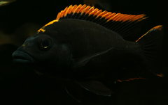 Otopharynx lithobates black orange dorsal