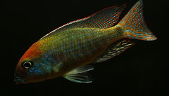 Lethrinops sp. "red cap", Itungi