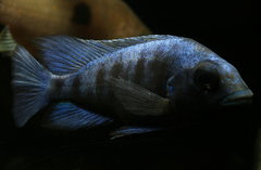 Placidochromis sp. "phenochilus gissel"
