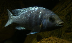 Placidochromis sp. "phenochilus tanzania"