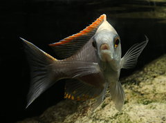 Copadichromis sp. "fire-crest mloto"