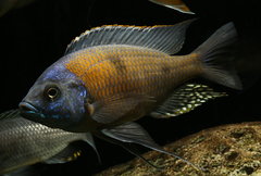 Copadichromis borleyi