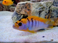 Labidochromis sp. Hongi