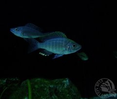 Copadichromis Virginalis Gold-para.