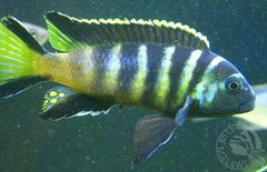 Pseudotropheus Elongatus Chailosi.