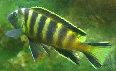 Pseudotropheus Elongatus Chailosi-drugi.