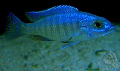 Sciaenochromis Fryeri Iceberg F1.