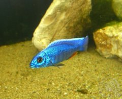 Sciaenochromis Fryeri Iceberg F1